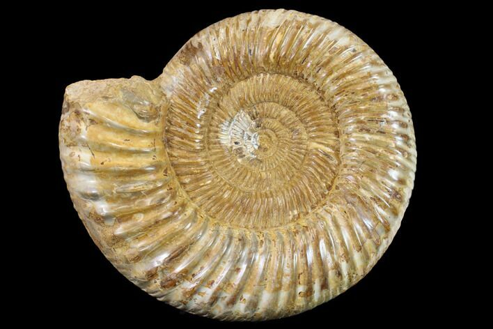 Jurassic Ammonite (Perisphinctes) Fossil - Madagascar #152796